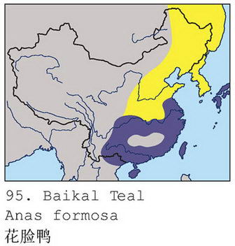 花脸鸭的地理分布图