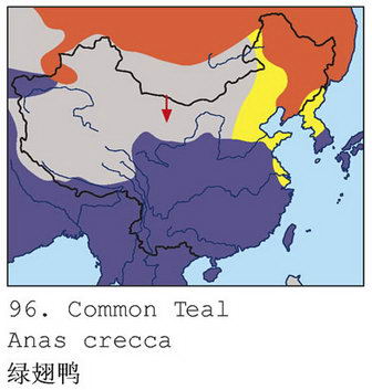 绿翅鸭的地理分布图