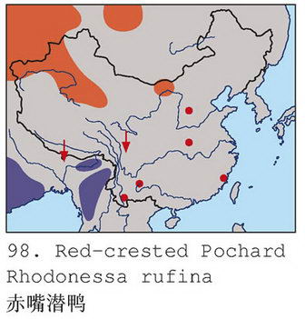 赤嘴潜鸭的地理分布图