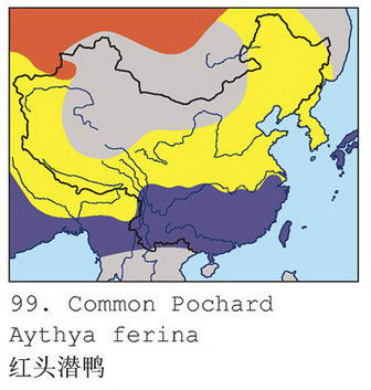 红头潜鸭的地理分布图