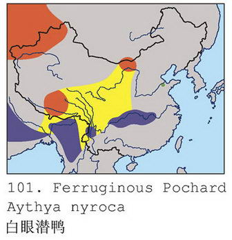 白眼潜鸭的地理分布图