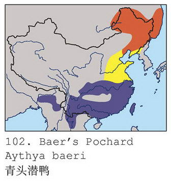 青头潜鸭的地理分布图