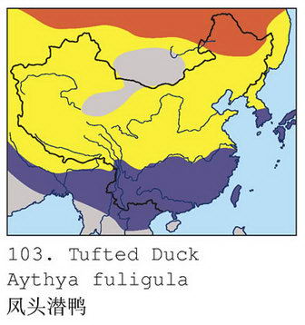 凤头潜鸭的地理分布图