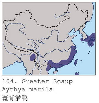 斑背潜鸭的地理分布图