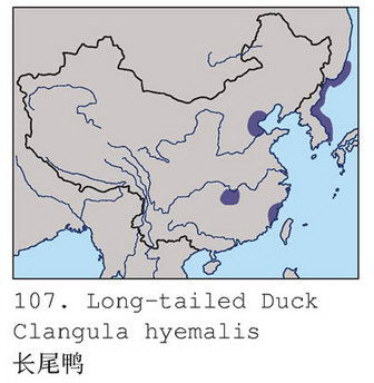 长尾鸭的地理分布图