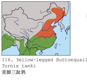 黄脚三趾鹑的地理分布图