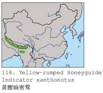 黄腰响蜜鴷的地理分布图