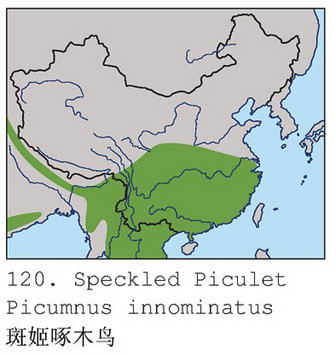 斑姬啄木鸟的地理分布图