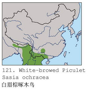 白眉棕啄木鸟的地理分布图