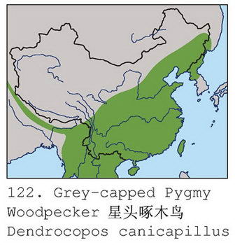 星头啄木鸟的地理分布图