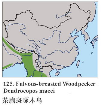 茶胸斑啄木鸟的地理分布图