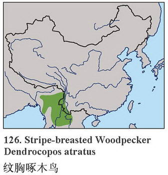 纹胸啄木鸟的地理分布图