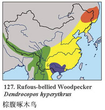 棕腹啄木鸟的地理分布图