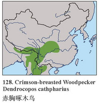 赤胸啄木鸟的地理分布图