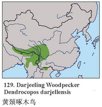 黄颈啄木鸟的地理分布图