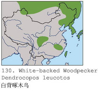 白背啄木鸟的地理分布图