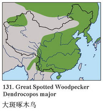 大斑啄木鸟的地理分布图