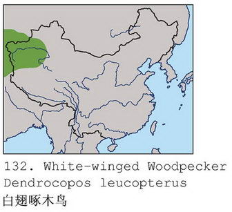 白翅啄木鸟的地理分布图