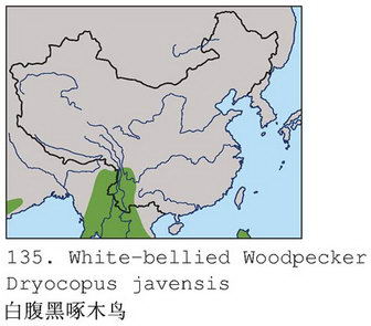 白腹黑啄木鸟的地理分布图