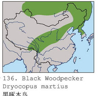 黑啄木鸟的地理分布图