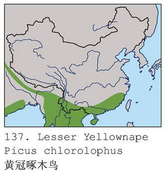 黄冠啄木鸟的地理分布图
