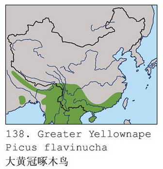 大黄冠啄木鸟的地理分布图