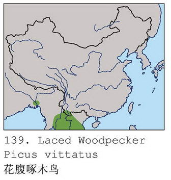 花腹绿啄木鸟的地理分布图