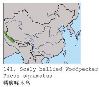 鳞腹绿啄木鸟的地理分布图