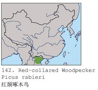 红颈绿啄木鸟的地理分布图