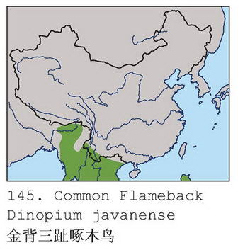 金背三趾啄木鸟的地理分布图