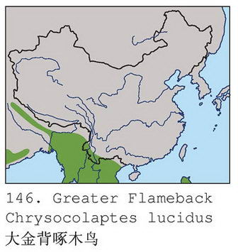 大金背啄木鸟的地理分布图