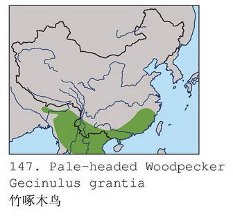 竹啄木鸟的地理分布图