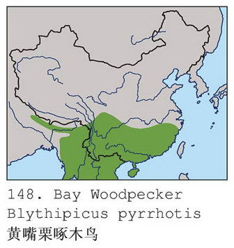 黄嘴栗啄木鸟的地理分布图