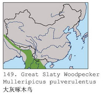 大灰啄木鸟的地理分布图