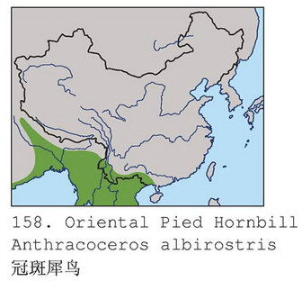 冠斑犀鸟的地理分布图