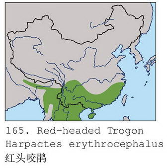 红头咬鹃的地理分布图