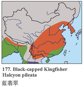 蓝翡翠的地理分布图