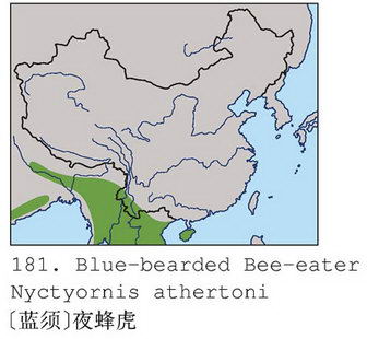 [蓝须]夜蜂虎的地理分布图