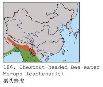 栗头蜂虎的地理分布图