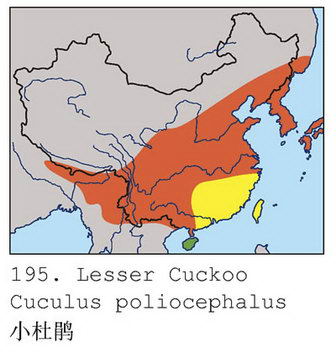 小杜鹃的地理分布图