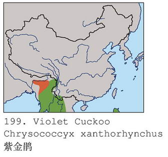 紫金鹃的地理分布图