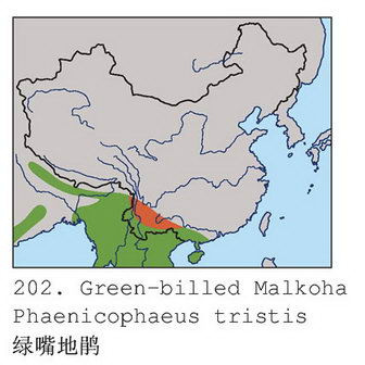 绿嘴地鹃的地理分布图