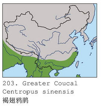 褐翅鸦鹃的地理分布图