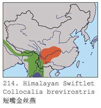 短嘴金丝燕的地理分布图