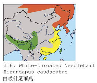 白喉针尾雨燕的地理分布图