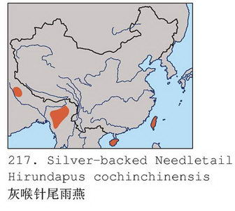 灰喉针尾雨燕的地理分布图