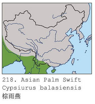 棕雨燕的地理分布图