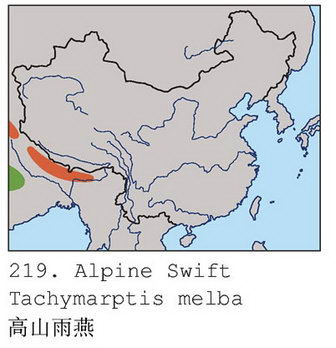 高山雨燕的地理分布图