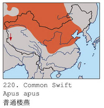 普通楼燕的地理分布图