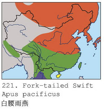 白腰雨燕的地理分布图